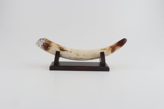 Restored woolly mammoth tusk tip