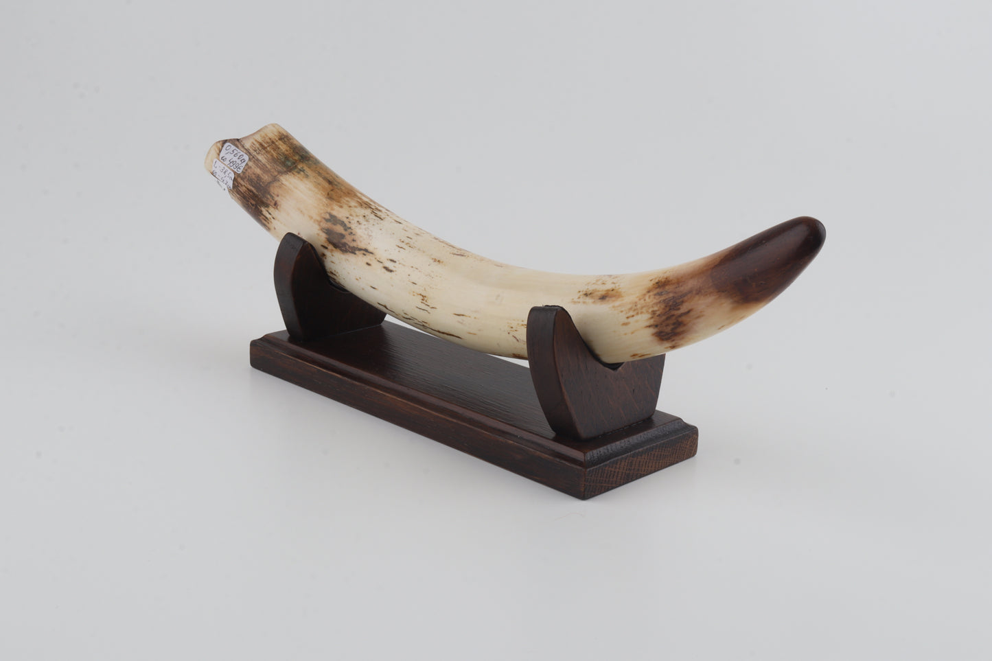 Restored woolly mammoth tusk tip