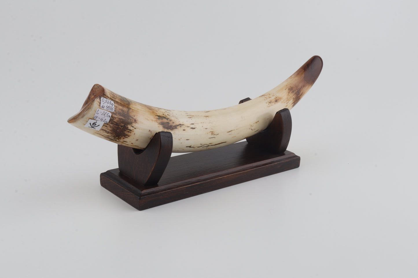 Restored woolly mammoth tusk tip