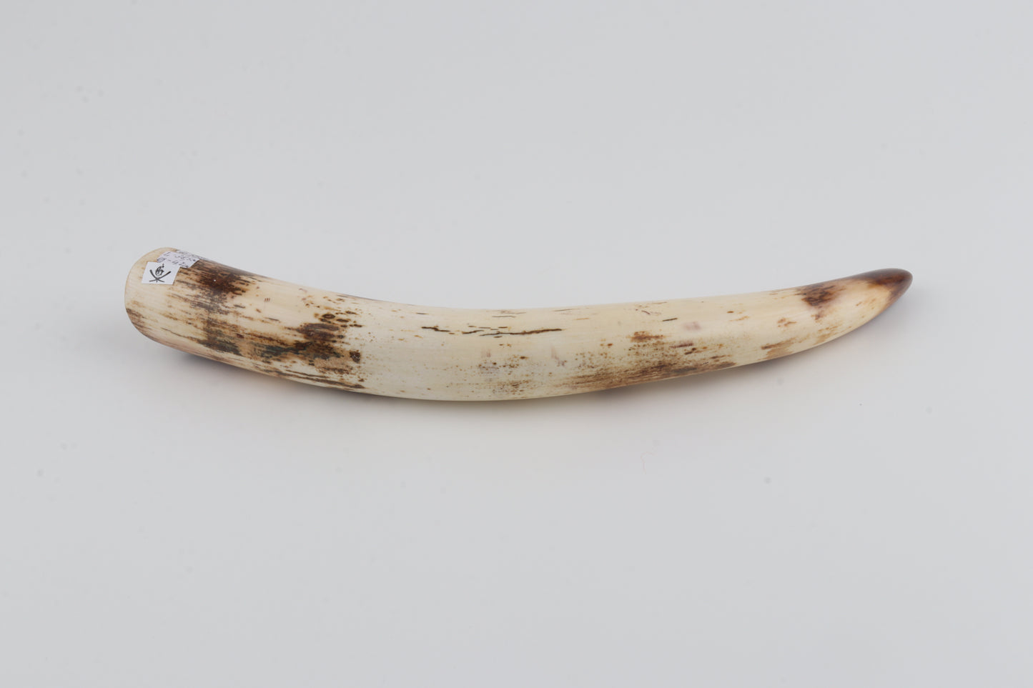 Restored woolly mammoth tusk tip