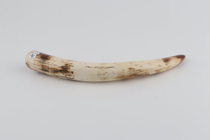 Restored woolly mammoth tusk tip