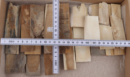 Untreated mammoth ivory pieces