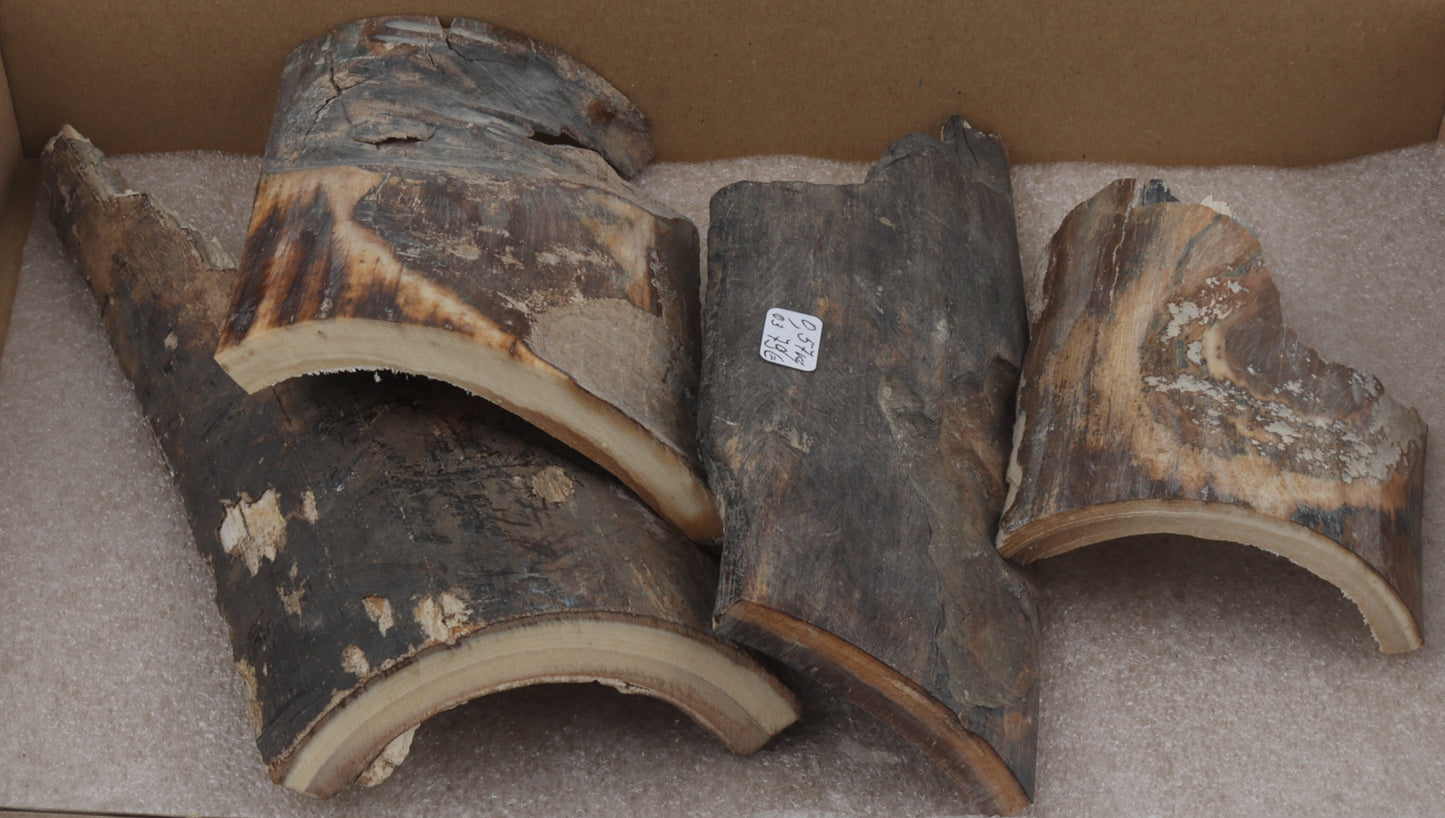 Untreated mammoth bark pieces