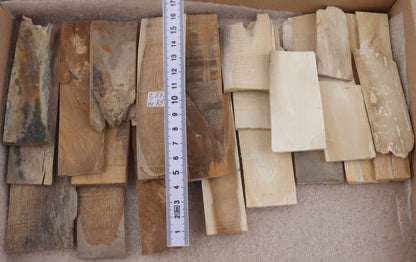 Untreated mammoth ivory pieces