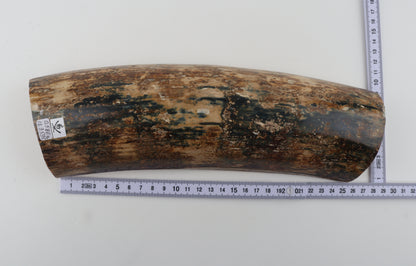 Natural mammoth bark