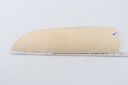 White mammoth ivory piece