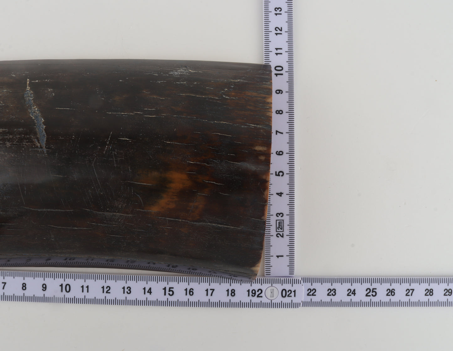 Brown-blue mammoth bark