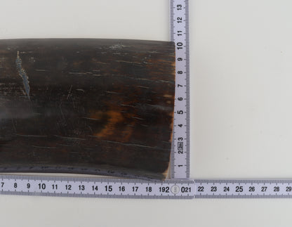 Brown-blue mammoth bark