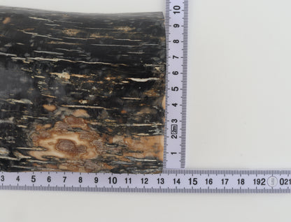 Black-blue mammoth bark