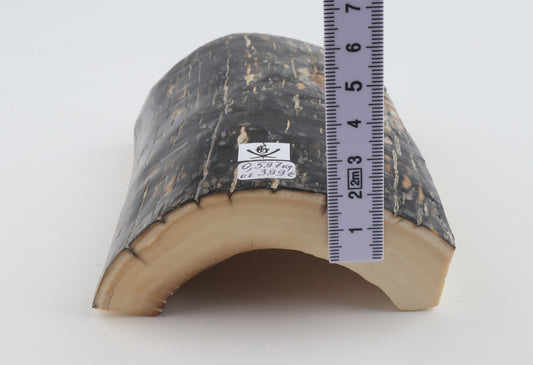 Black-blue mammoth bark