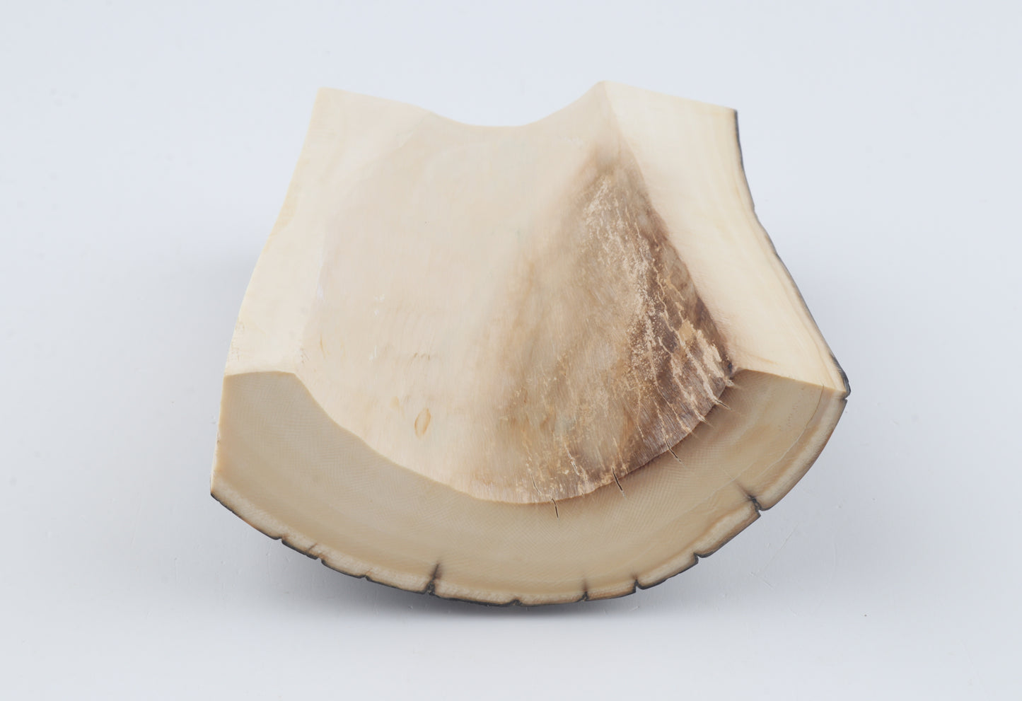 Black-blue mammoth bark