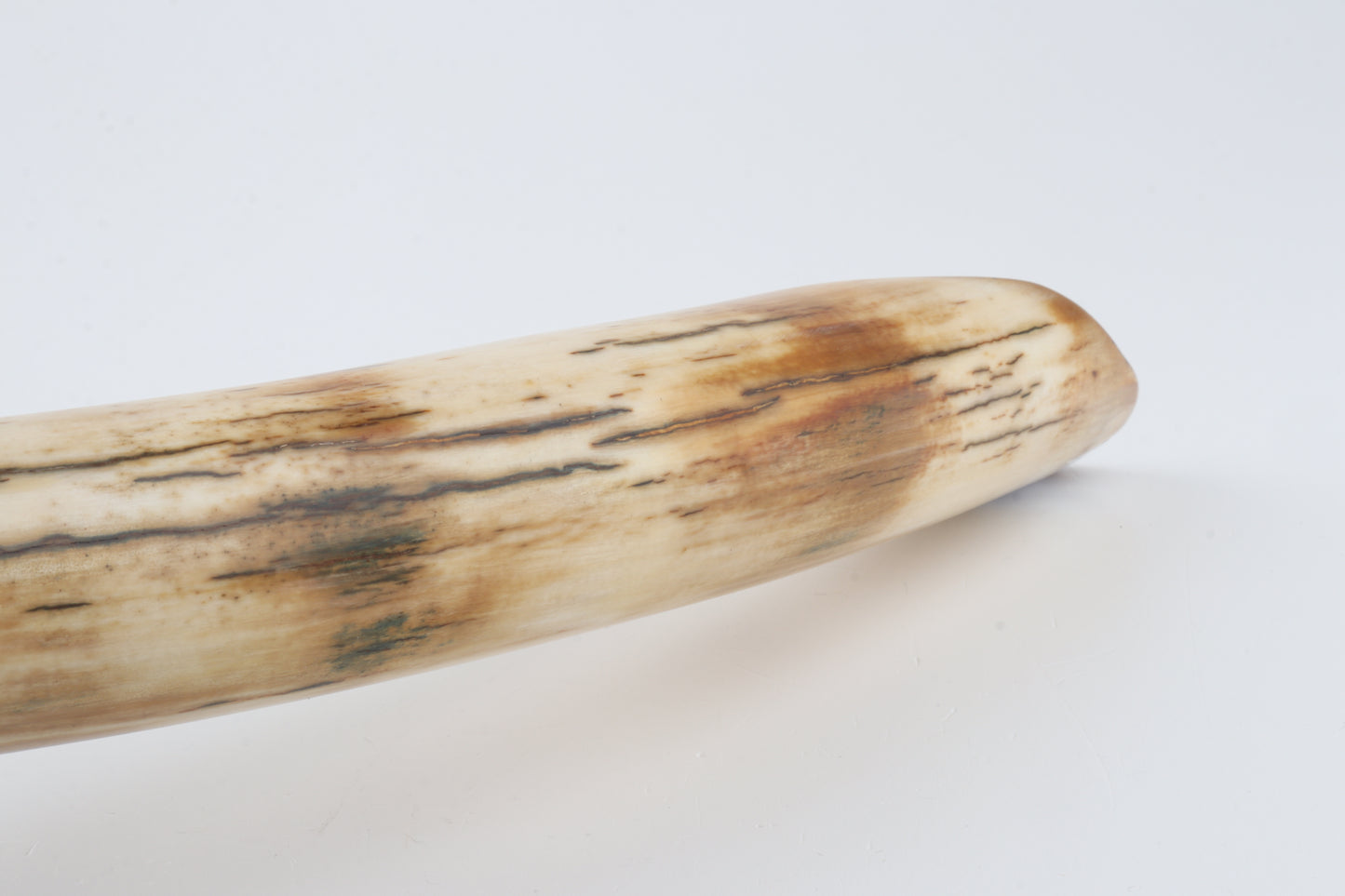Restored woolly mammoth tusk tip