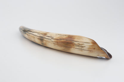 Restored woolly mammoth tusk tip