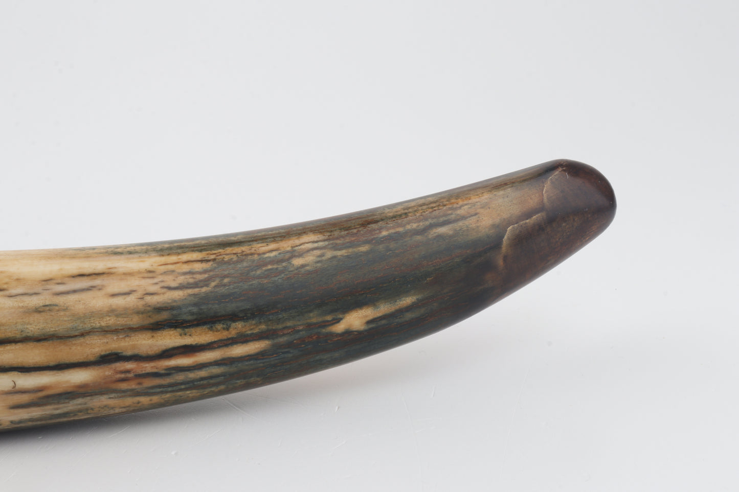 Restored woolly mammoth tusk tip