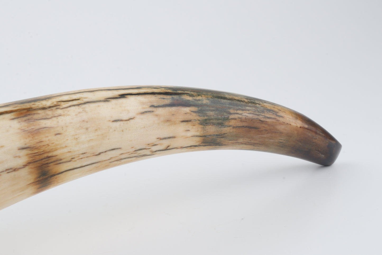 Restored woolly mammoth tusk tip