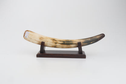 Restored woolly mammoth tusk tip