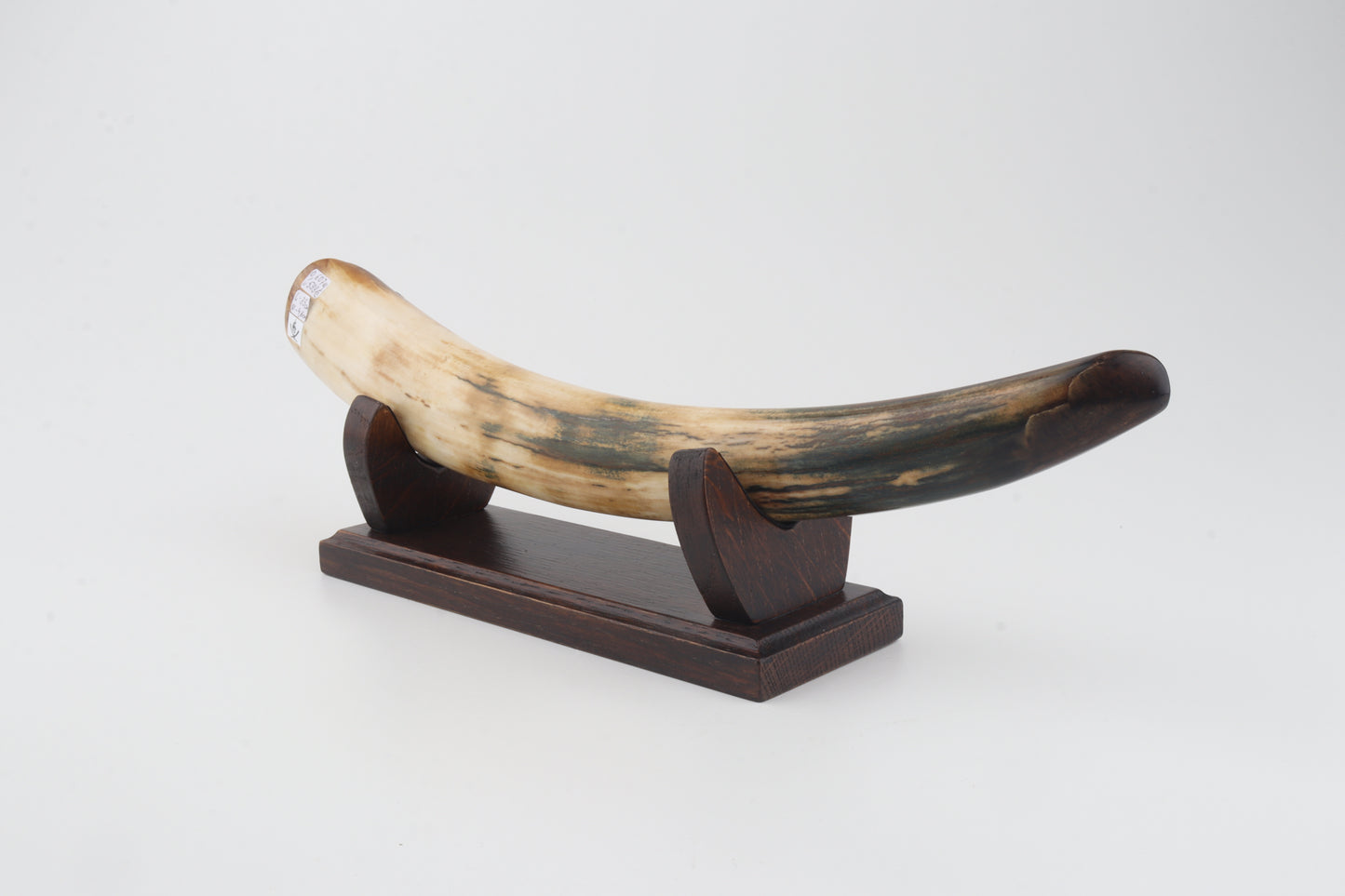 Restored woolly mammoth tusk tip