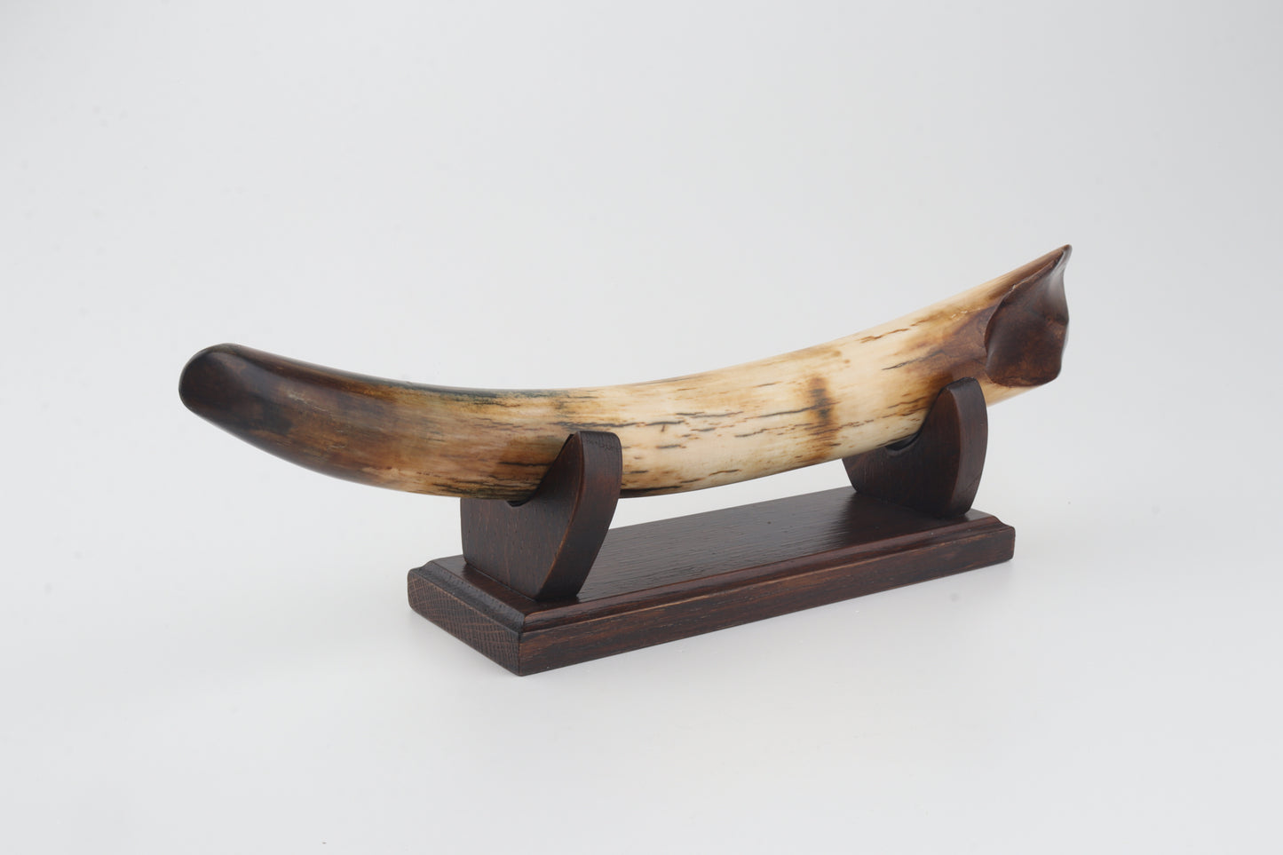 Restored woolly mammoth tusk tip