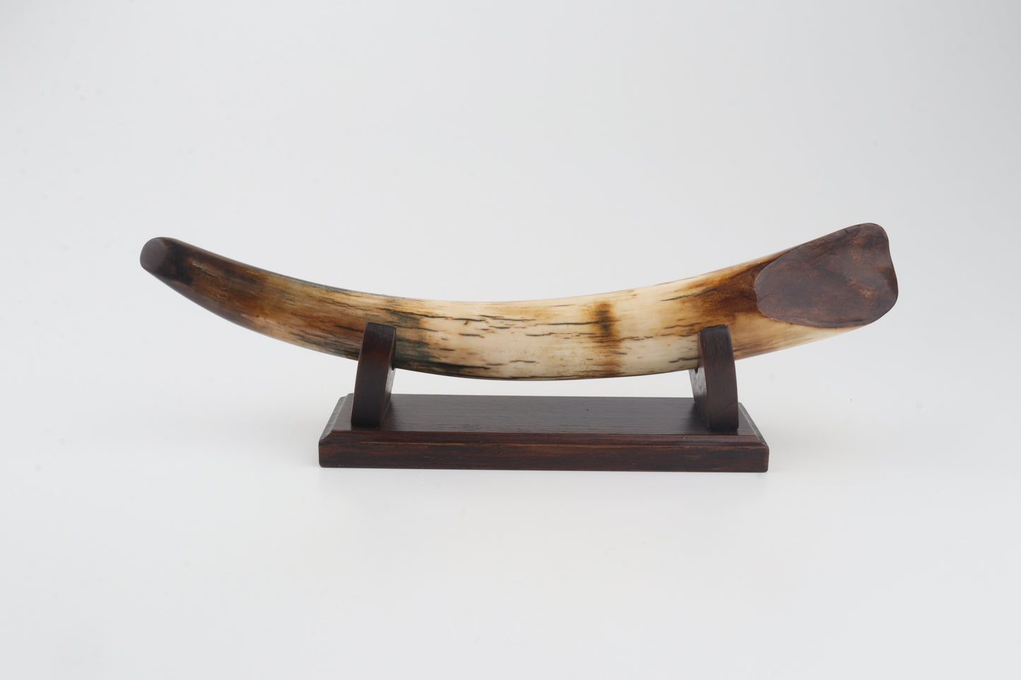 Restored woolly mammoth tusk tip