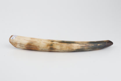 Restored woolly mammoth tusk tip