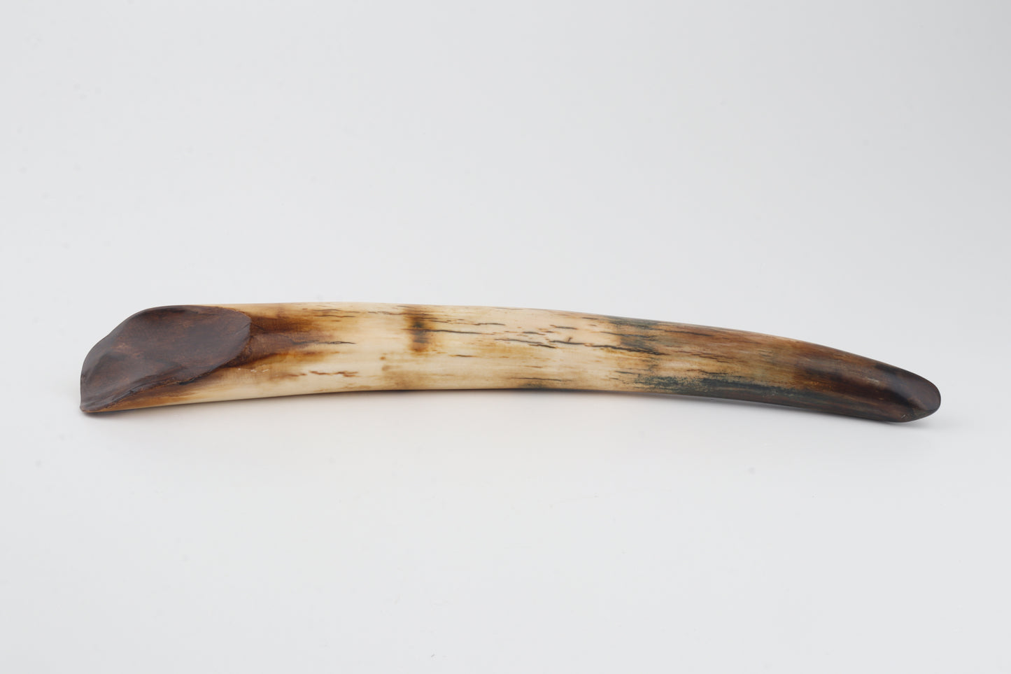 Restored woolly mammoth tusk tip