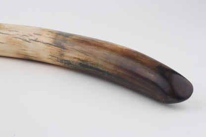 Restored woolly mammoth tusk tip