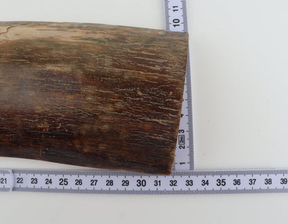 Brown-red mammoth bark