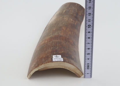 Brown-red mammoth bark
