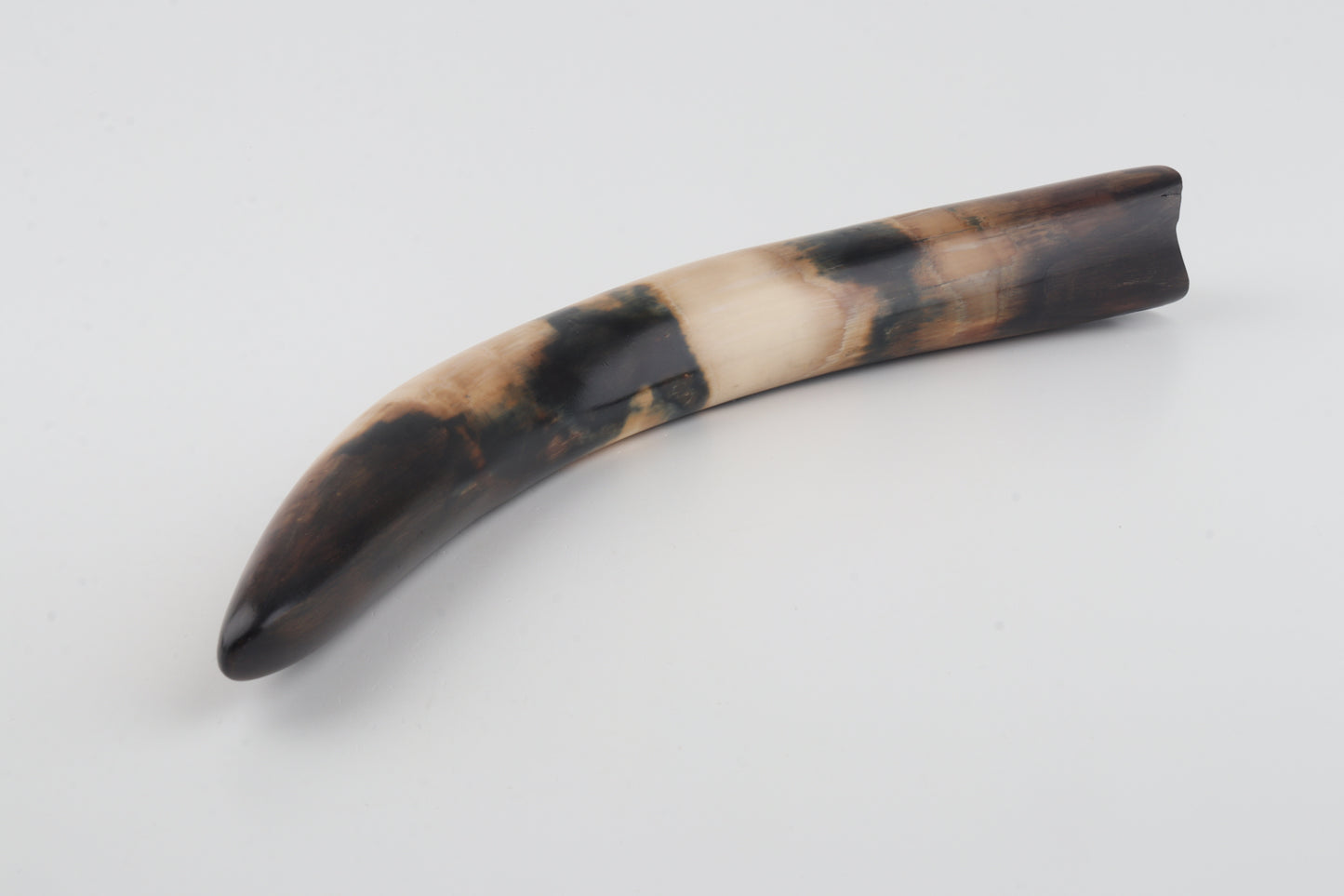 Restored woolly mammoth tusk