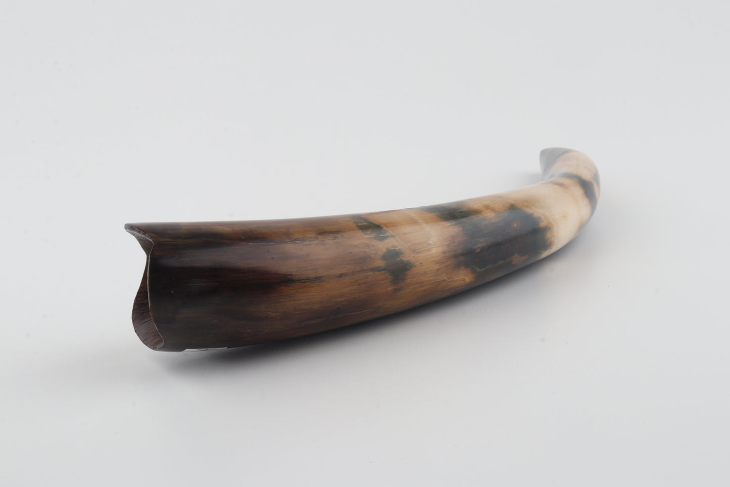 Restored woolly mammoth tusk