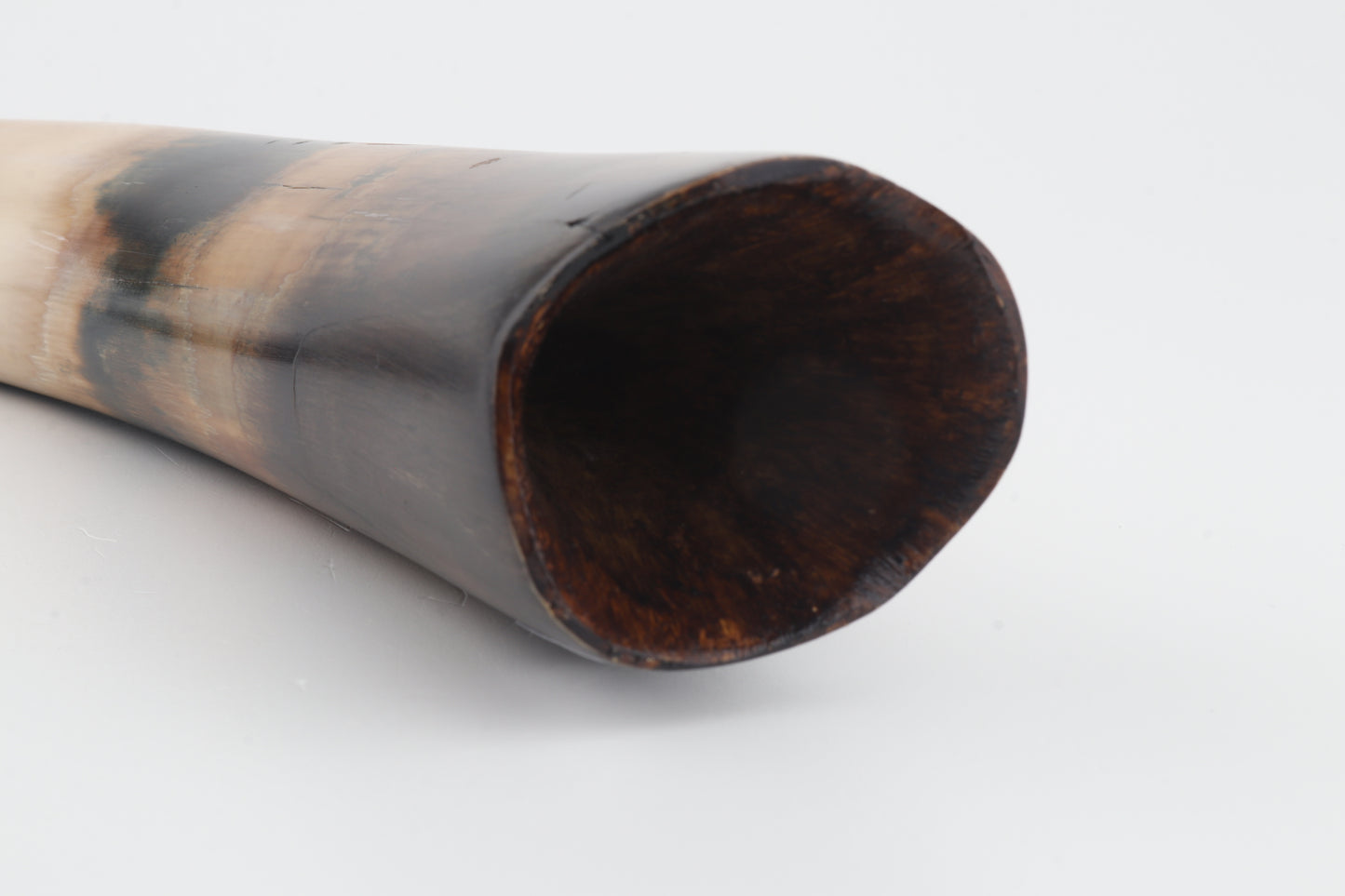 Restored woolly mammoth tusk