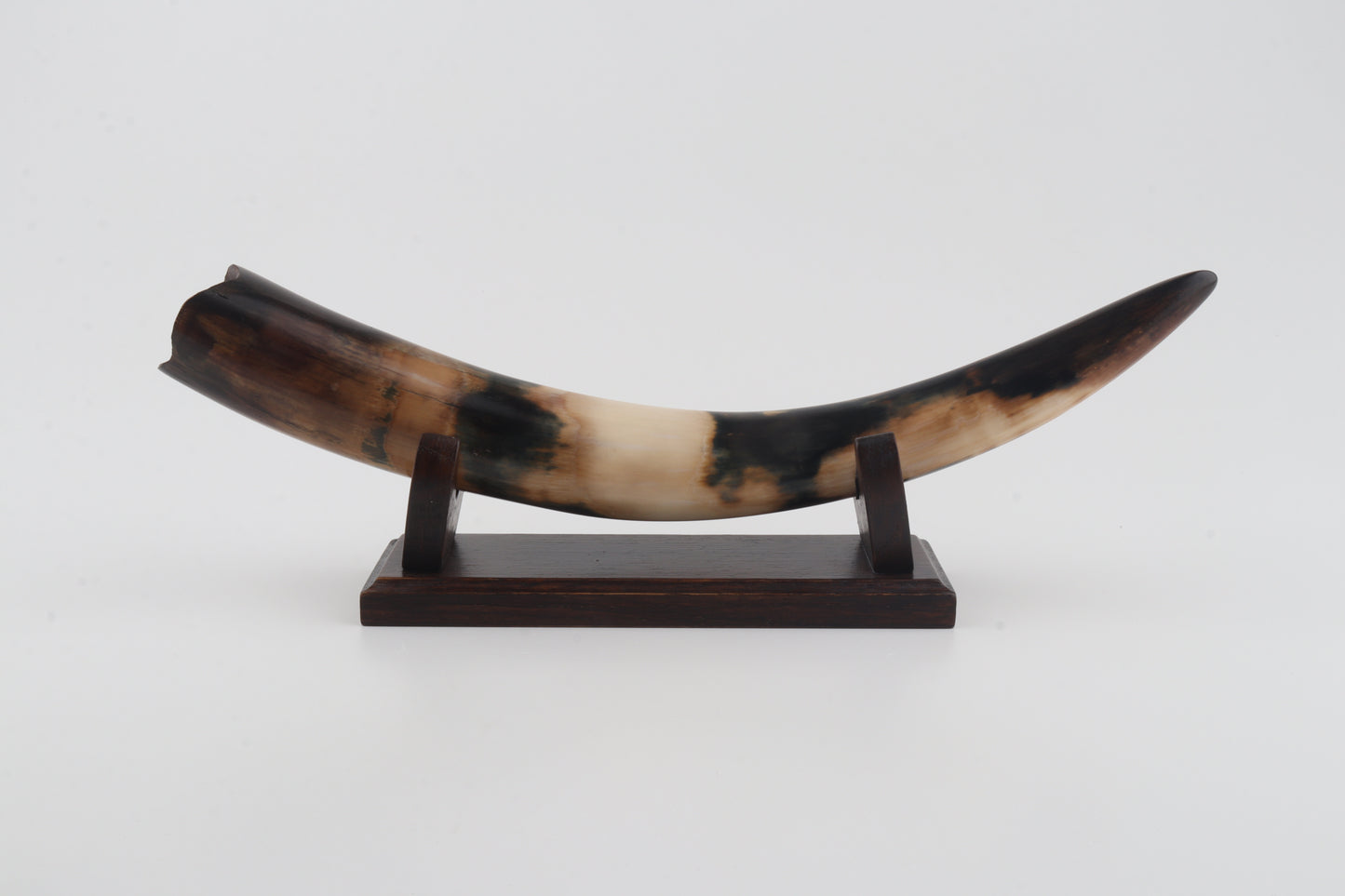 Restored woolly mammoth tusk