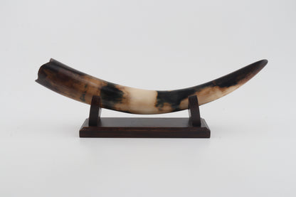 Restored woolly mammoth tusk