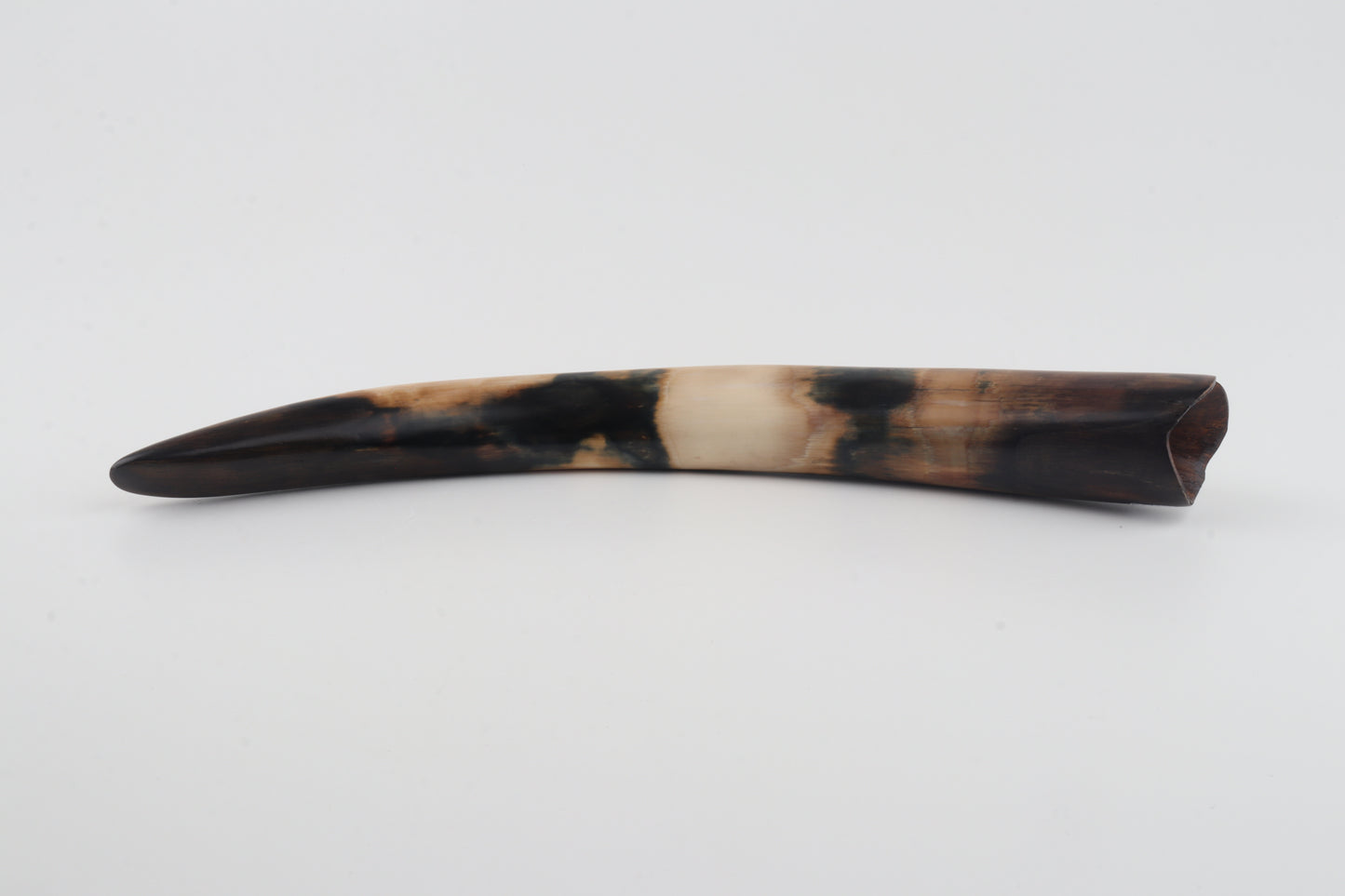 Restored woolly mammoth tusk