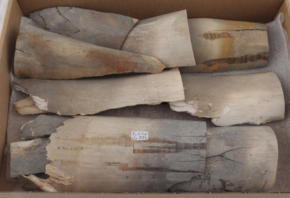 Untreated mammoth ivory pieces