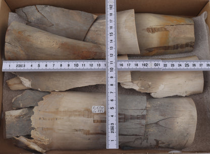 Untreated mammoth ivory pieces