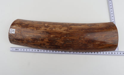 Mustard mammoth bark