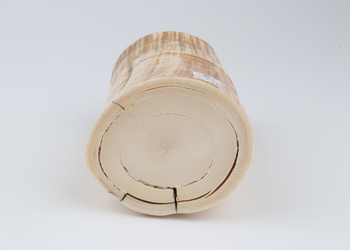 Mammoth tusk base section