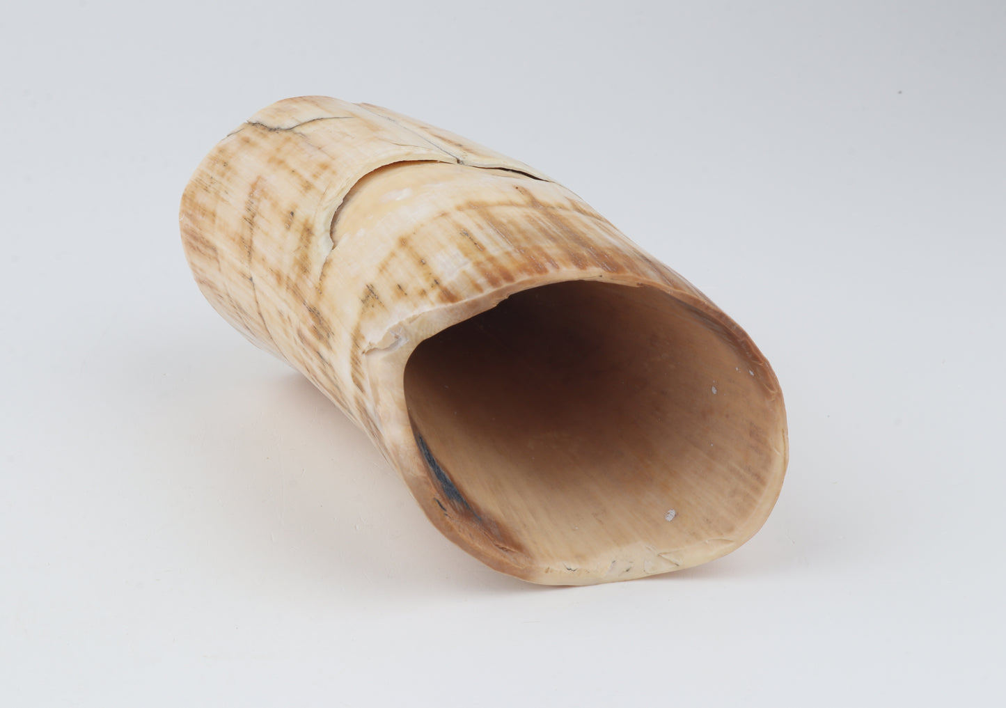 Mammoth tusk base section