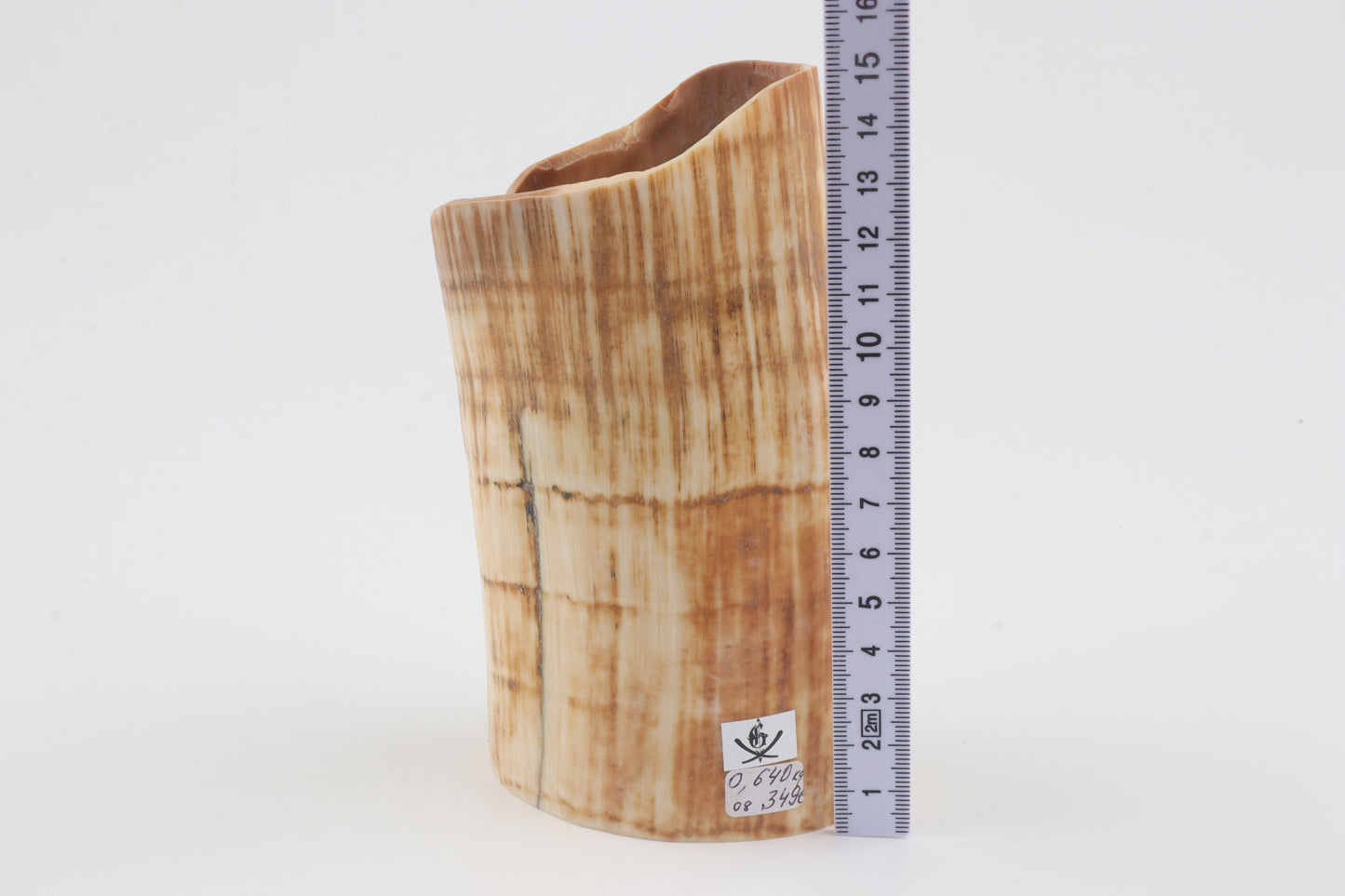 Mammoth tusk base section