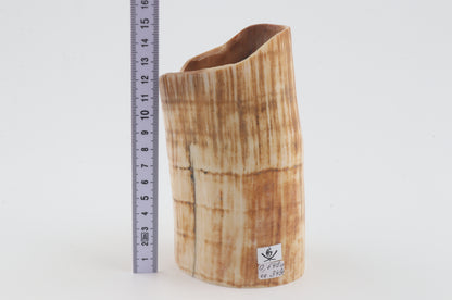Mammoth tusk base section