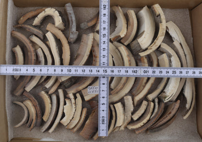 Raw mammoth ivory offcuts