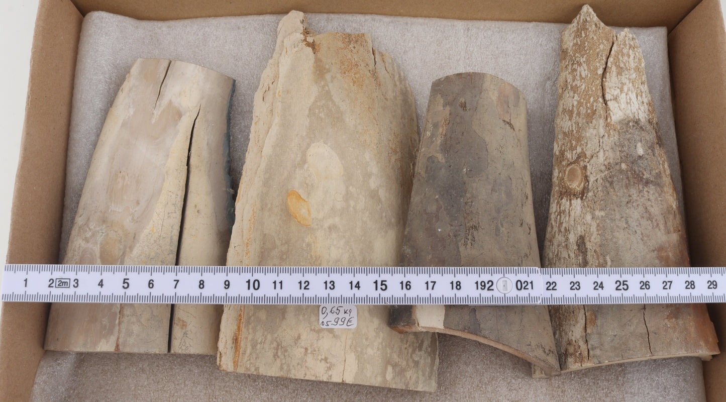 Raw mammoth ivory pieces