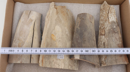 Raw mammoth ivory pieces