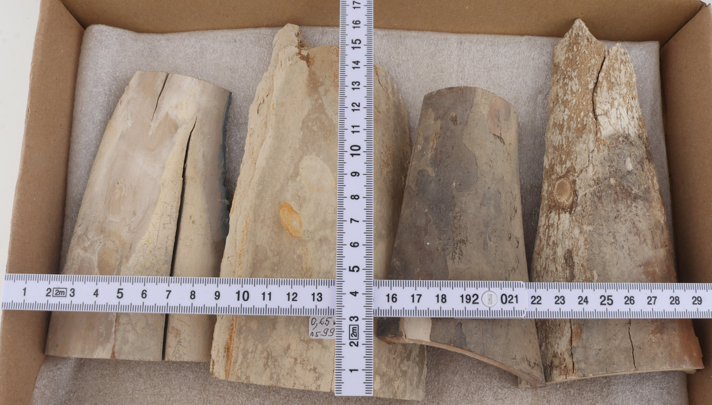 Raw mammoth ivory pieces