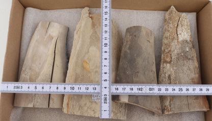 Raw mammoth ivory pieces
