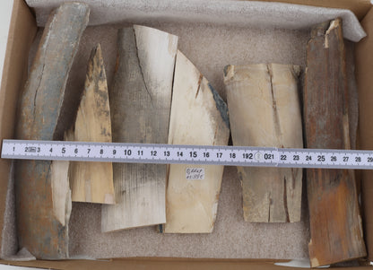 Untreated mammoth ivory pieces