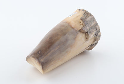 Round mammoth tusk piece