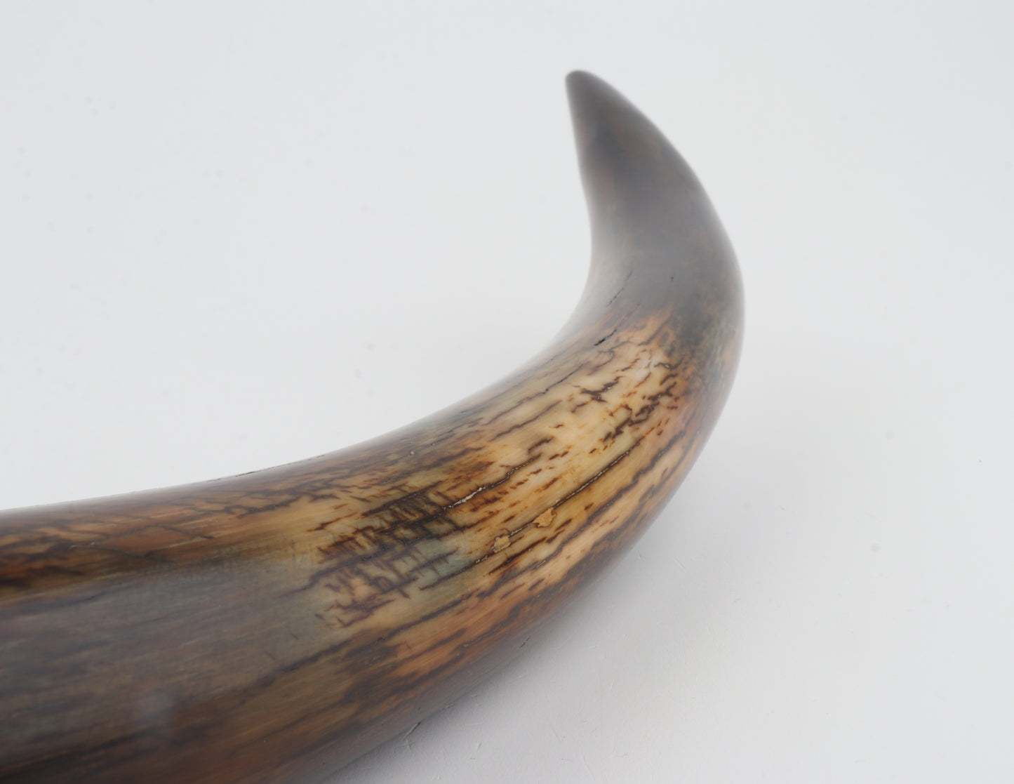 Restored woolly mammoth tusk