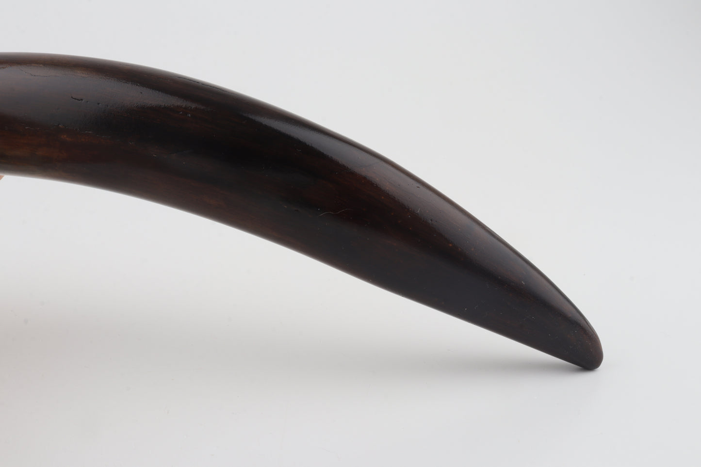 Restored woolly mammoth tusk